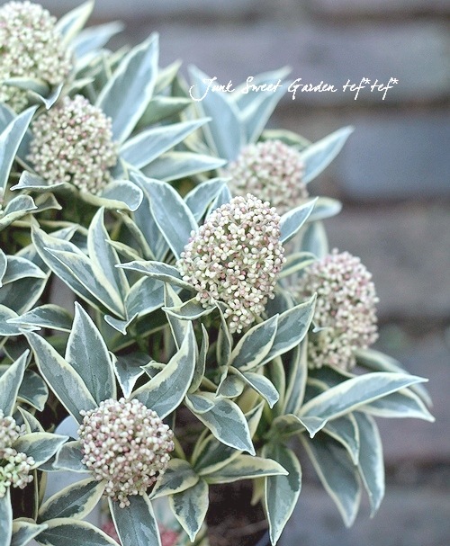 ぐっどな毎日様 リクエスト 2点 まとめ　スキミア　ペローサ　マジックマルロー ぐっどな毎日様 リクエスト 2点 まとめ スキミア ペローサ マジック