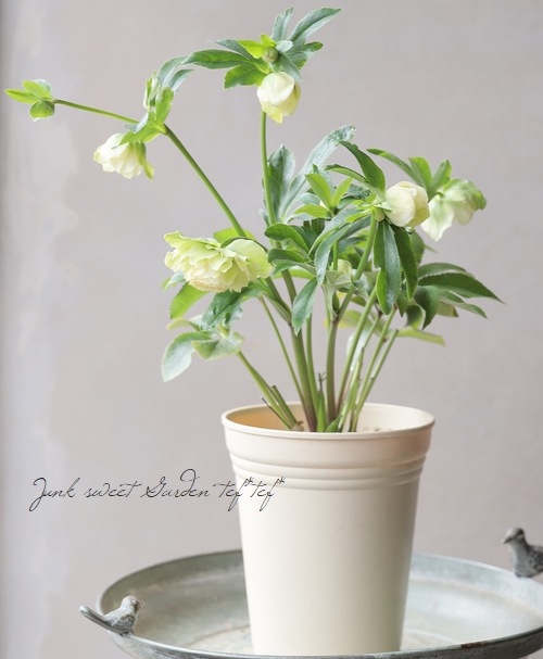 クリスマスローズ 『川久保交配・超多弁ダブル』 2025【No.25