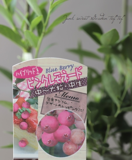 ブルーベリー・ハイブリッド系 『ピンクレモネード』 | 花苗 | | Junk