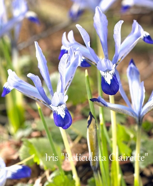 �ڵ庬�� ��餭�����ꥹ����ƥ�����顼�� ���إ����åȡ� 