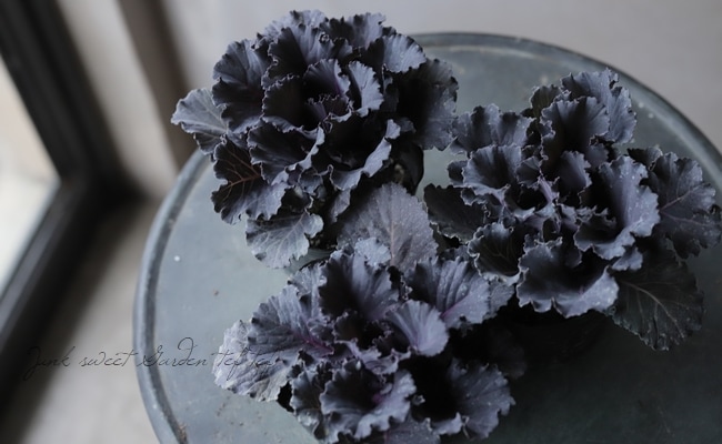 【花苗】ミニ葉ボタン ジュエリーシリーズ BLACK LEAF おまけ種子付き 花苗】ミニ葉ボタン ジュエリーシリーズ BLACK LEAF おまけ種子