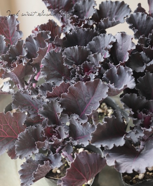 【花苗】ミニ葉ボタン ジュエリーシリーズ BLACK LEAF おまけ種子付き 花苗】ミニ葉ボタン ジュエリーシリーズ BLACK LEAF おまけ種子付き