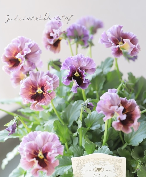 ○育種家ビオラ 『レディ』 大株【C】一点物 | すべての商品 | | Junk