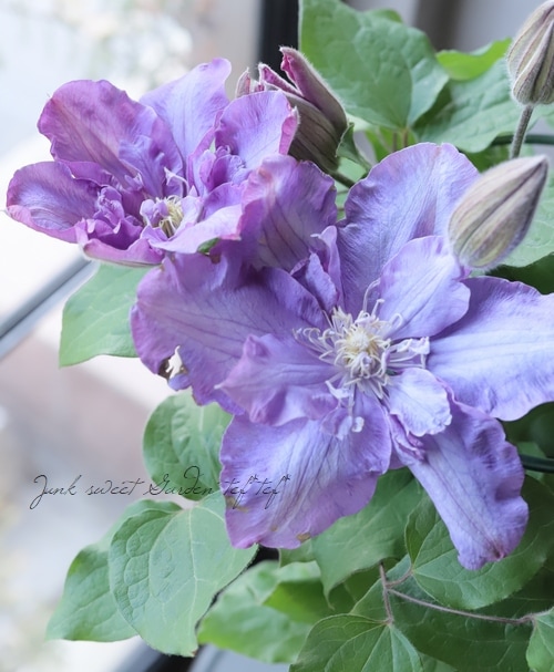 クレマチス 『ビビアンペンネル』 | すべての商品 | | Junk sweet