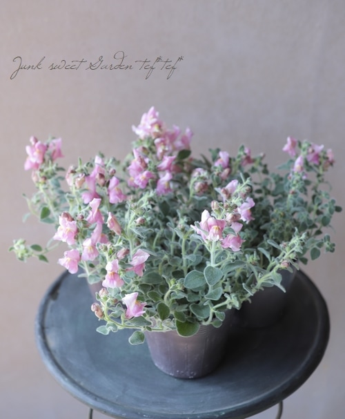 銀葉・這性キンギョソウ 『シルバーピンク』『シルバードラゴン