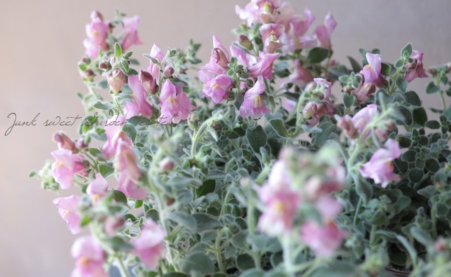 銀葉・這性キンギョソウ 『シルバーピンク』『シルバードラゴン