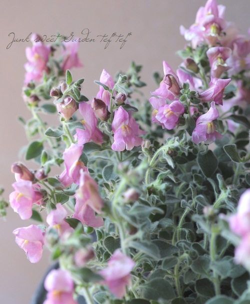 銀葉・這性キンギョソウ 『シルバーピンク』『シルバードラゴン