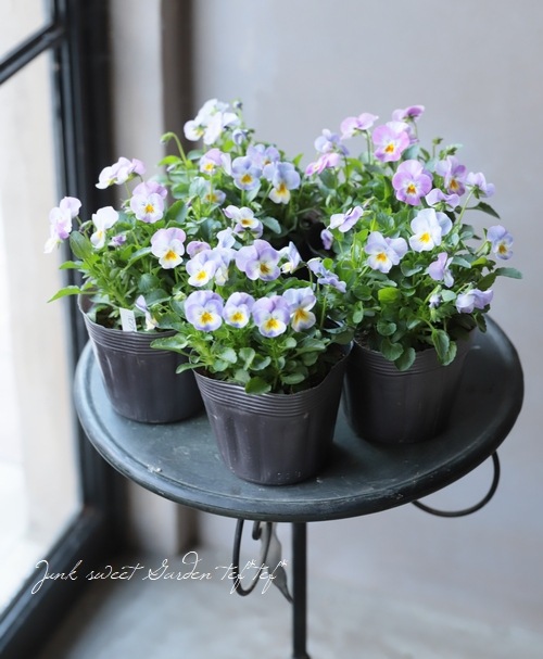 ビオラ コリーナ ピンクイエローシェード すべての商品 Junk Sweet Garden Tef Tef