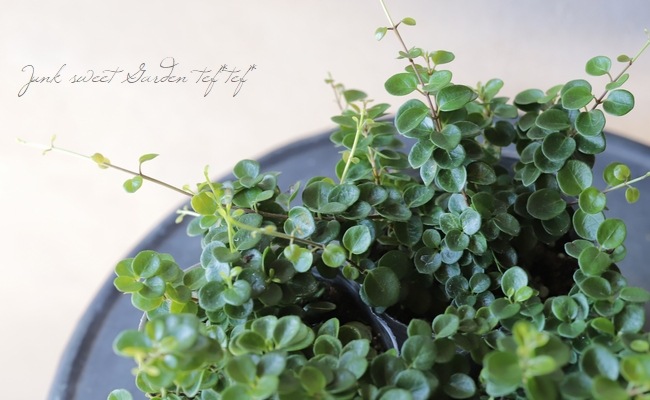 ロニセラ 『クラシフォリア』 『リトルハニー』 | すべての商品