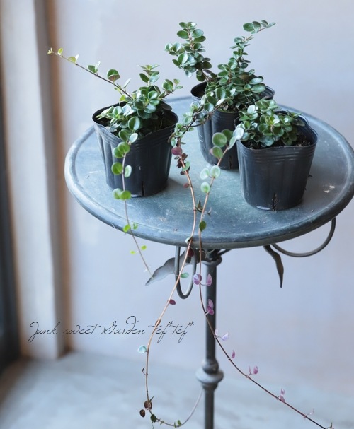 ロニセラ クラシフォリア リトルハニー すべての商品 Junk Sweet Garden Tef Tef ロニセラ クラシフォリア リトルハニー すべての商品 Junk Sweet Garden Tef Tef