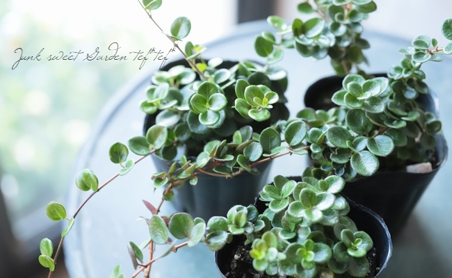 ロニセラ リトルハニー すべての商品 Junk Sweet Garden Tef Tef ロニセラ リトルハニー すべての商品 Junk Sweet Garden Tef Tef