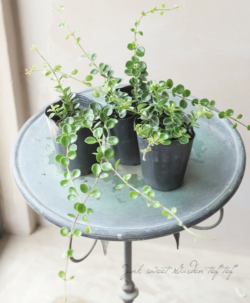 ロニセラ 『クラシフォリア』 『リトルハニー』 | すべての商品