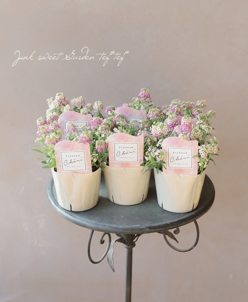 アリッサム シェリ 奥田園芸さんオリジナル すべての商品 Junk Sweet Garden Tef Tef