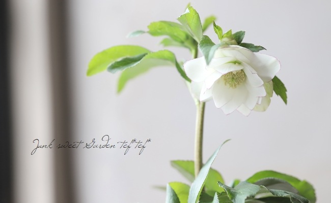 大和園】 クリスマスローズ 『ダブル糸ピコティー』 【No.Z】 | すべて