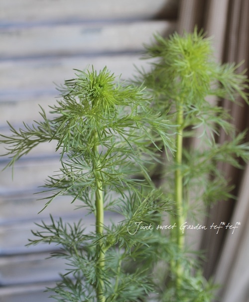 八重咲きラークスパー 『ブルーピコティ』 | すべての商品 | | Junk