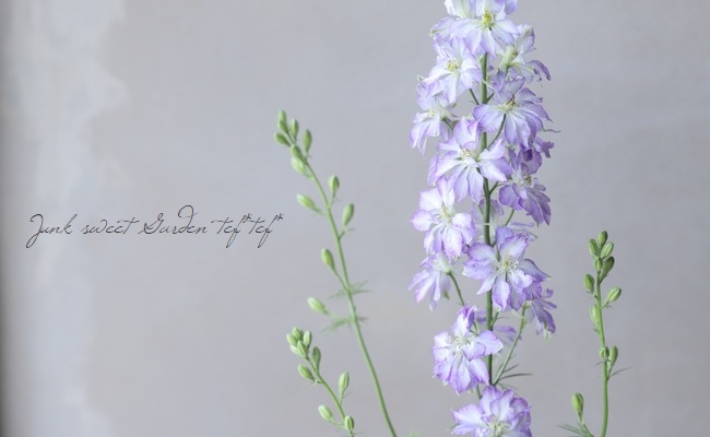 八重咲きラークスパー 『ブルーピコティ』 | すべての商品 | | Junk