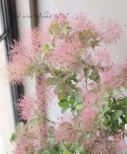 スモークツリー 『キャンディピンク』 【34】 | すべての商品 | | Junk