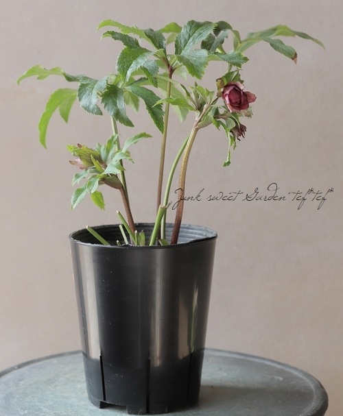 �ڲֶ���ۡ����ꥹ�ޥ����������إ�åɥ���� ��A��