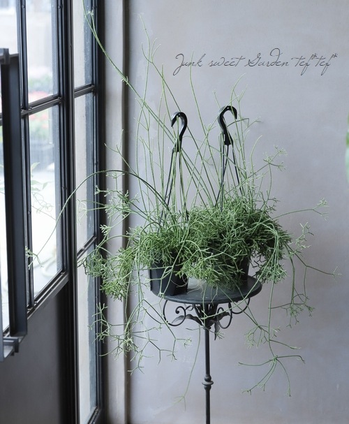 観葉植物】 リプサリス 『ケレウスケラ』 葦サボテン | すべての商品