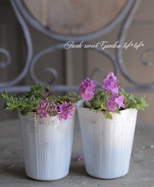 ���꡼�ԥ󥰥٥��˥����إߥ����ۥ�ȡ� �ԥ�