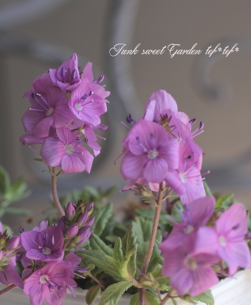 ���꡼�ԥ󥰥٥��˥����إߥ����ۥ�ȡ� �ԥ�