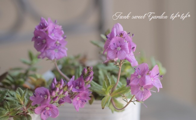 ���꡼�ԥ󥰥٥��˥����إߥ����ۥ�ȡ� �ԥ�