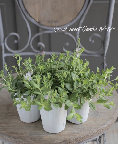 ���꡼�ԥ󥰥٥��˥����إߥ����ۥ�ȡ� �ԥ�