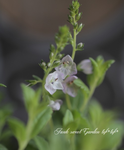 ���꡼�ԥ󥰥٥��˥����إߥ����ۥ�ȡ� �ԥ�