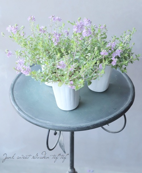 ���꡼�ԥ󥰥٥��˥����إߥ����ۥ�ȡ� �ԥ�