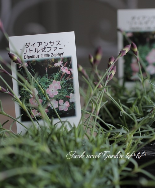 FDVDKZKY(小さな店)大人クロスステッチ キット太陽の花の蝶11CT