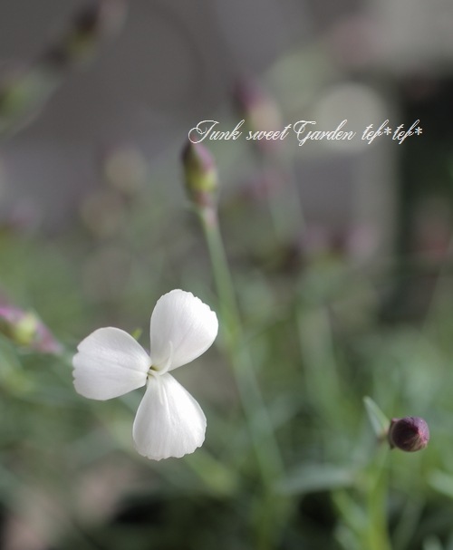FDVDKZKY(小さな店)大人クロスステッチ キット太陽の花の蝶11CT