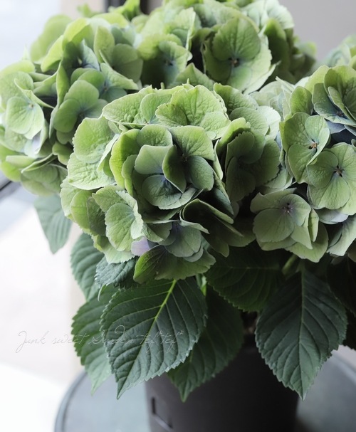 �������۲֡��إѡ��ץ륷��С��١��֥롼���꡼���