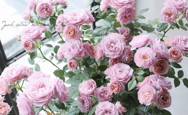 �ߥ˥Х顡�إ����ǥ��󥰥�����ɡ� �إ����ʥϥˡ�������ɡ�