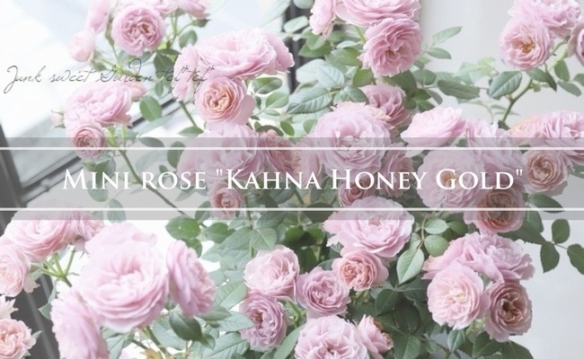 ミニバラ 『ウェディングゴールド』 『カーナハニーゴールド