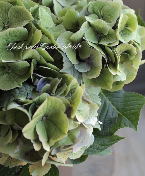 �������۲֡��إѡ��ץ륷��С��١��֥롼���꡼���