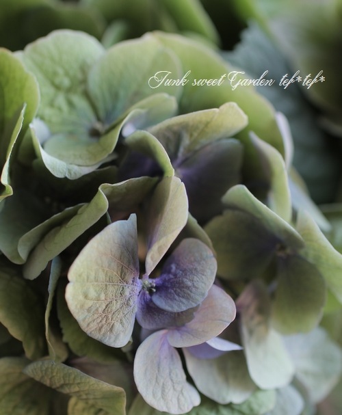 �������۲֡��إѡ��ץ륷��С��١��֥롼���꡼���