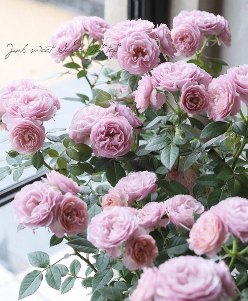 �ߥ˥Х顡�إ����ǥ��󥰥�����ɡ� �إ����ʥϥˡ�������ɡ�