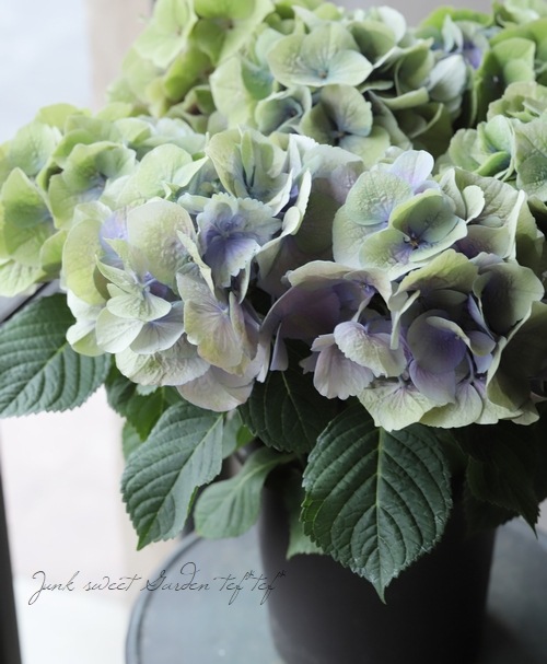 �������۲֡��إѡ��ץ륷��С��١��֥롼���꡼���