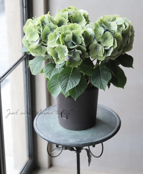 �������۲֡��إѡ��ץ륷��С��١��֥롼���꡼���