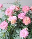 �ߥ˥Х顡�إ����ǥ��󥰥�����ɡ� �إ����ʥϥˡ�������ɡ�
