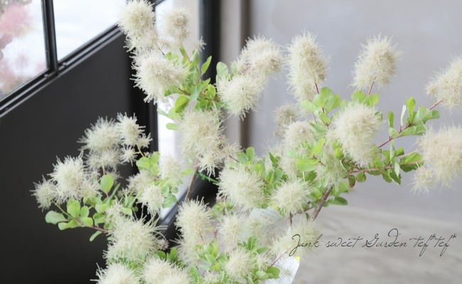 スモークツリー 『ホワイトファー』 【28】2022 | すべての商品