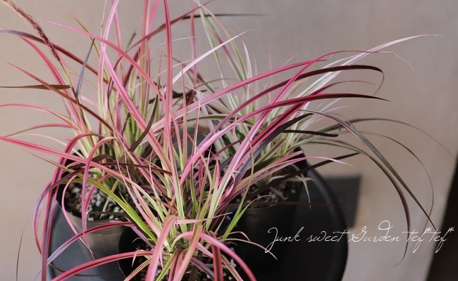 地上部なし】ペニセタム 『チェリースパークラー』 ファウンテングラス