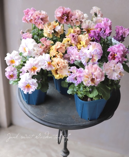 佐藤さん育種 個性派パンジー ローヴ ドゥ アントワネット すべての商品 Junk Sweet Garden Tef Tef 佐藤さん育種 個性派パンジー ローヴ ドゥ アントワネット すべての商品 Junk Sweet Garden Tef Tef