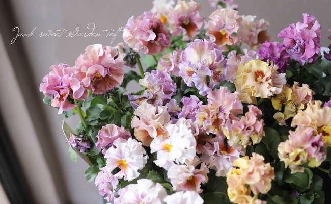 佐藤さん育種 個性派パンジー ローヴ ドゥ アントワネット すべての商品 Junk Sweet Garden Tef Tef 佐藤さん育種 個性派パンジー ローヴ ドゥ アントワネット すべての商品 Junk Sweet Garden Tef Tef