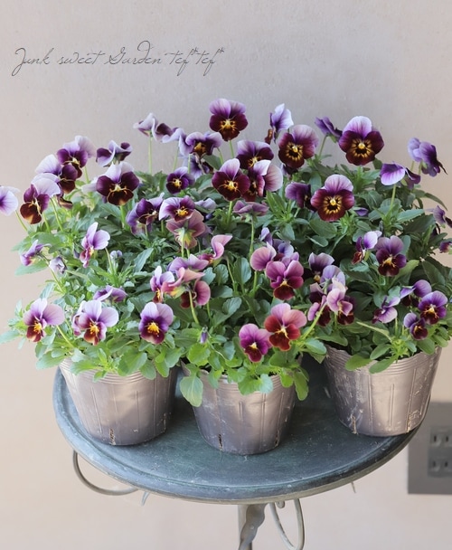 ▽tef*tef*オリジナルビオラ 『Bタイプ』 | すべての商品 | | Junk