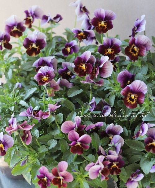 ▽tef*tef*オリジナルビオラ 『Bタイプ』 | すべての商品 | | Junk