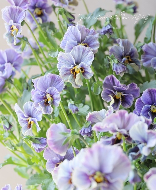 ○佐藤さん育種・個性派ビオラ・ヌーヴェルヴァーグ 『ラピスラズリ