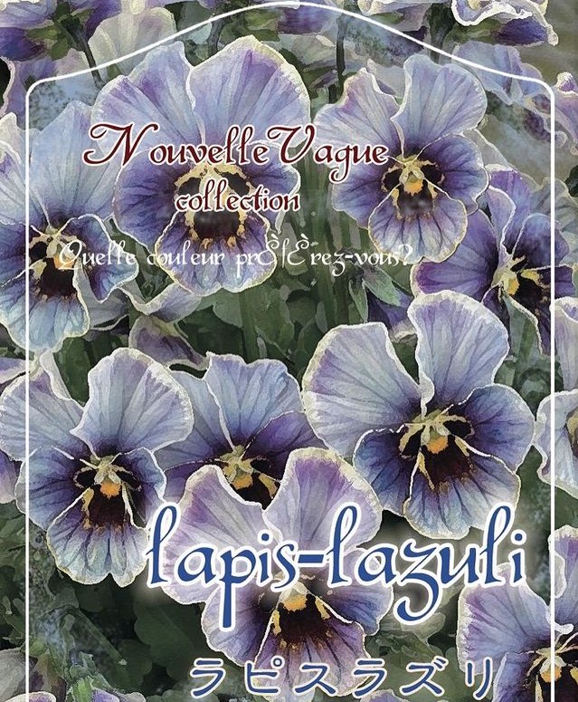 ○佐藤さん育種・個性派ビオラ・ヌーヴェルヴァーグ 『ラピスラズリ