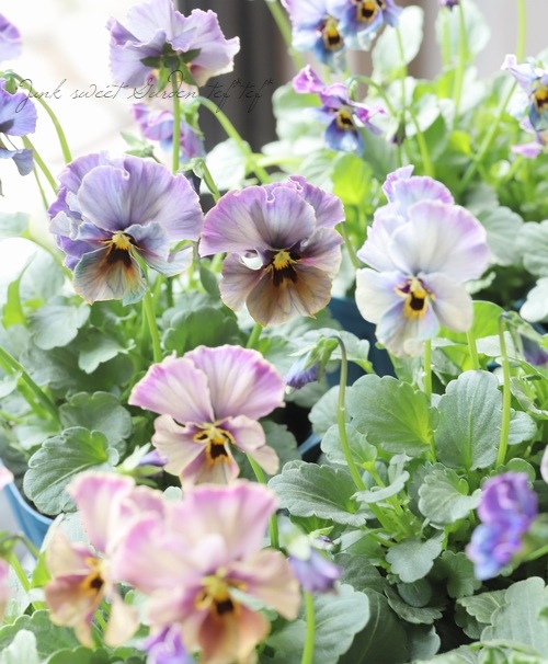 ����ƣ����������ɥӥ��顦�̡�����������������إ�ԥ��饺���