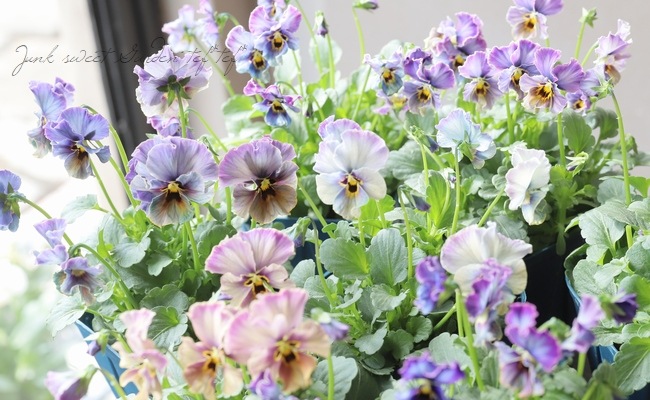 ����ƣ����������ɥӥ��顦�̡�����������������إ�ԥ��饺���